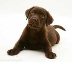 Free Download 16819 Chocolate Labrador Retriever Pup White Backgroundjpg 1231x1064 For Your Desktop Mobile Tablet Explore 73 Chocolate Lab Wallpaper Chocolate Lab Puppy Wallpaper Chocolate Lab Wallpaper For Desktop Lab Puppy Wallpaper