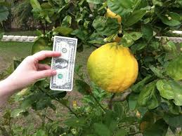 Jun 27, 2021 · from the time a small, green lemon appears on your tree, it will generally take several months to ripen depending on the variety. A Single Ponderosa Lemon Can Make Two Or Three Pies Cape Gazette