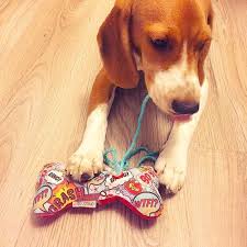 pin pa canvas pet toys