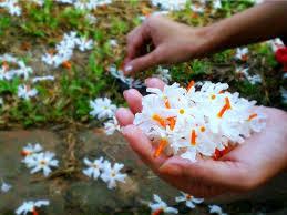Same day delivery across the united states. Why Is A Specific Flower Offered To A Deity What Are The Specific Flowers Offered To God Which Specific Flower Should Be Offered To A Specific God And Goddess
