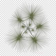 Use these free tree png top view #44764 for your personal projects or designs. Download Download Trees 2d Png Top View Clipart Palm Trees Tree Png Image With No Background Pngkey Com