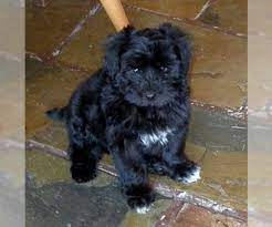 With their big brown eyes, small stature and round faces they are unquestionably adorable. Maltipoo Puppies For Sale In Usa Page 1 10 Per Page Puppyfinder Com