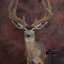 Your imagination sets the limit on the many ways our cast mule deer antlers and cast skull can be used to decorate your home, cabin, barn. Cad Mule Deer Pedestal Mount Manikin