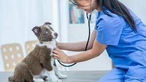 Maybe you would like to learn more about one of these? Why Your Dog Needs Health Insurance State Farm