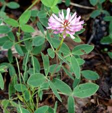 Image result for Trifolium wentzelianum
