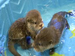Baby otter exploring water for the first time. Splash Wildlife World Zoo S Baby Otters Have First Swim Lesson
