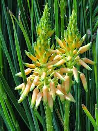 Image result for Aloe cooperi