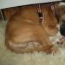 Aber es gibt ihnen wertvolle einblicke in sein wohlbefinden. Mein 16 Wochen Alter Boxerwelpe Hat Blut Im Stuhl