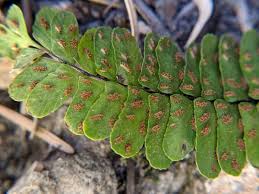 Image result for Asplenium cancellatum
