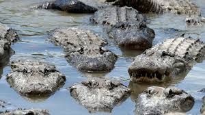 Florida Man Allegedly Stabs Alligator To Death Tries To