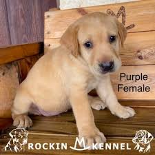 Maybe you would like to learn more about one of these? Lab Puppies Rockin M Kennel Black Yellow Chocolate South Texas