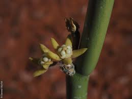 Image result for Cynanchum orangeanum