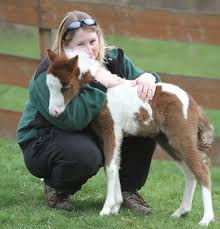 Find pig for sale ads in our livestock category from queensland. Dragonfly Farm Home