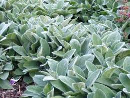 Lamb's ear features silver, woolly leaves and small, pink flowers. How To Grow Lamb S Ears Hgtv