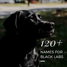 Oregon dog rescue is often asked what is included in our adoption fees. 120 Best Dog Names For Black Labradors Pethelpful