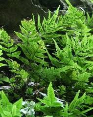 Image result for Asplenium uhligii