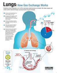 Infographic Lungs How Gas Exchange Works Human Anatomy And Physiology Nursing School Survival Medical Knowledge
