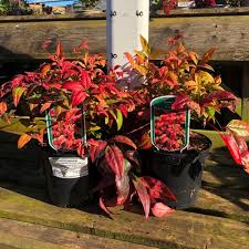 'fire power' (or 'firepower') is a dwarf form that typically grows to only 2' tall and as wide. Nandina Domestica Firepower Evergreen Shrub 2 Litre Pot Bridgend Garden Centre