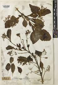 Image result for Premna hans-joachimii