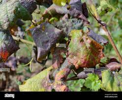 Image result for Grapevine leafroll virus