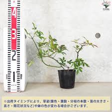 モッコウバラ 黄花 八重咲き【花苗 3.5号ポット】｜ 【植物のＩＴＡＮＳＥ】全品送料無料・即出荷!