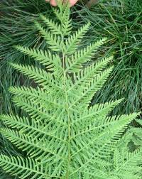 Image result for Pteris dentata
