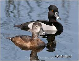 Big Black Bird With White Ring Around Neck Pin By Ellen Evans On Ring Necked Duck Bird Hunting Waterfowl Taxidermy Duck Hunting Gear