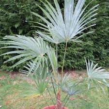 It is quite different in many ways to princeps, in that it is faster that any other palm in the genus, it has slim trunk and also has long petioles (leaf stalks). Trachycarpus Princeps X Sp Nova Hybrid Palm