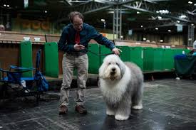 Their long silky fur protects them from the cold weather of high altitudes. Large Dog Long Hair Breeds Online