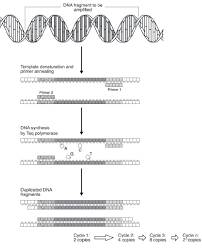 Schematic Diagram Of Pcr Showing That Each Cycle Contains Three Steps Download Scientific Diagram