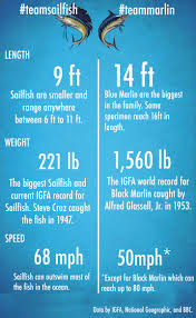 sailfish vs marlin the battle of the bills