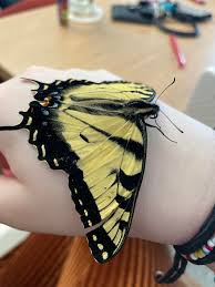 Do you have a butterfly that particularly likes sunbathing? Helloo I Found This Butterfly Outside And He Couldn T Fly At All I Can See His Wing Is Ripped Does Anyone Know What I Can Do To Help Him Butterflies