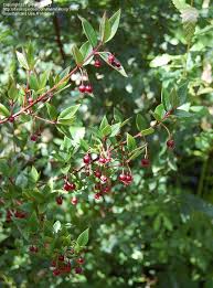 Image result for Chilean guava images
