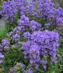 Image result for campanula glomerata