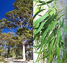 Image result for Eucalyptus citriodora