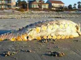 Maybe you would like to learn more about one of these? Folly Beach Monster Cryptid Wiki Fandom