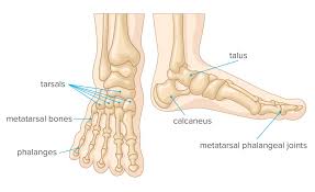 Many causes of these bumps can be treated at home, but some there are several different causes of a bump on the bottom of the foot. Foot Bones Anatomy Conditions And More