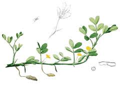 Image result for Arachis hypogaea