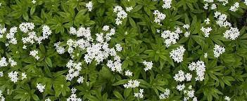 Maybe you would like to learn more about one of these? Galium Species Sweet Woodruff Our Lady S Lace Sweetscented Bedstraw Galium Odoratum