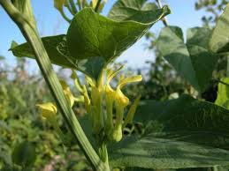 Image result for Aristolochiaceae