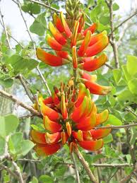 Image result for Acanthopale confertiflora