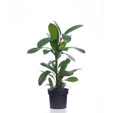 Image result for Stipularia africana