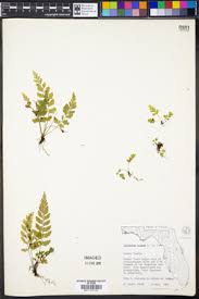 Image result for Asplenium preussii