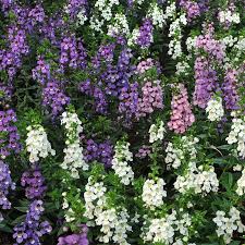 Image result for Angelonia