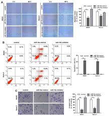 Microrna 18a Inhibits Cell Growth And Induces Apoptosis In