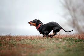 Dachshunds are native to germany and they boast a long and interesting ancestry. Dachshund Dog Breed Information