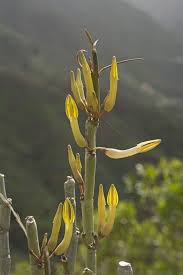 Image result for Ceropegia namuliensis