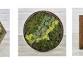 Preserved Moss Wall Art Class event image