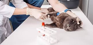 But then there's vomit on the stool too. How To Treat A Cat With Blood In Its Stool My Pet Needs That
