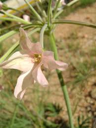 Image result for Pelargonium luridum